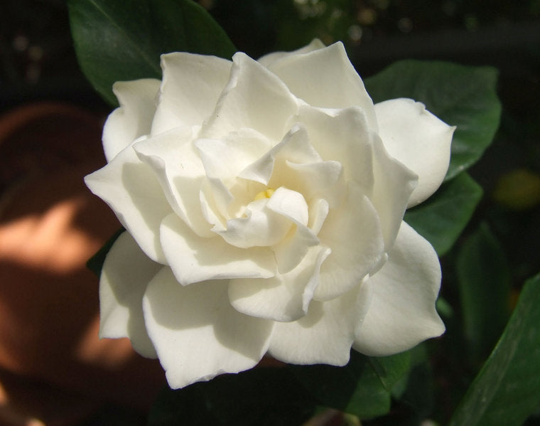 Crown Jewel Gardenia