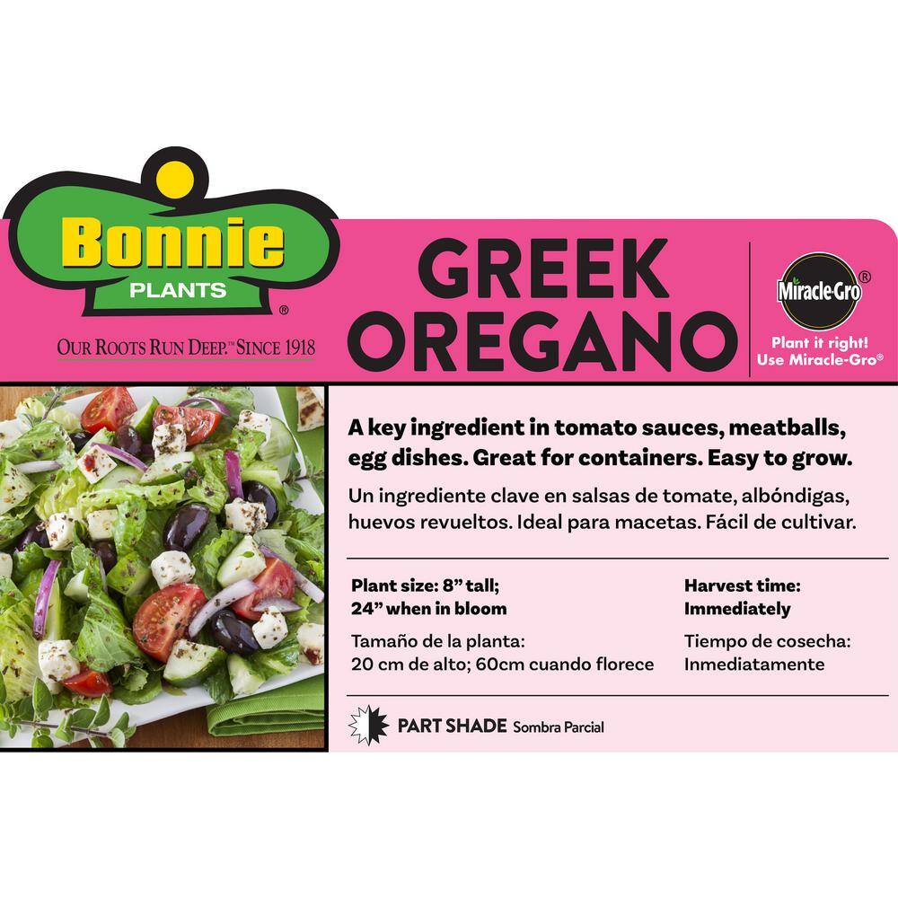 Bonnie Plants 2.32 qt. Greek Oregano Herb Plant 5080