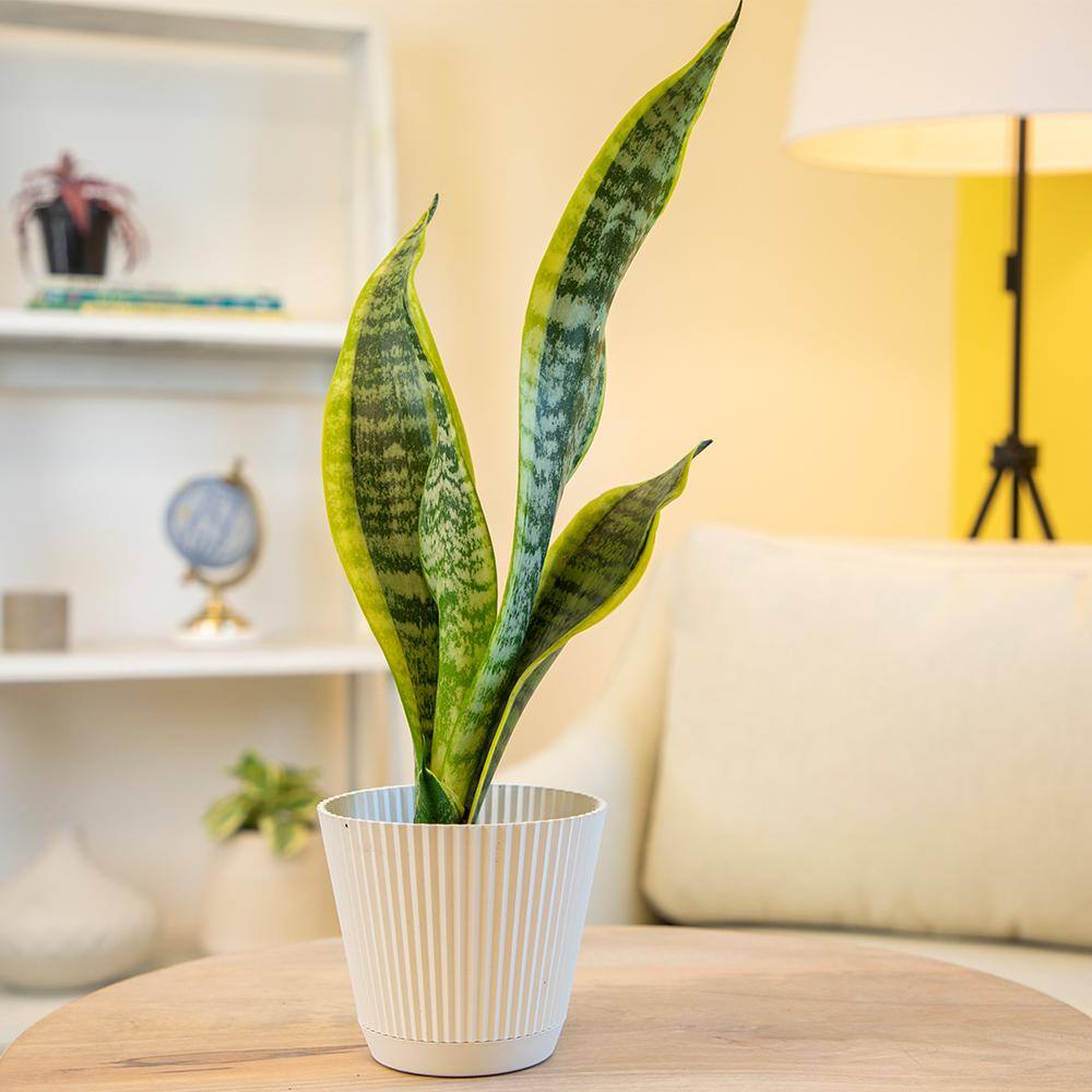 ALTMAN PLANTS 4 in. Sansevieria Laurentii 0880027