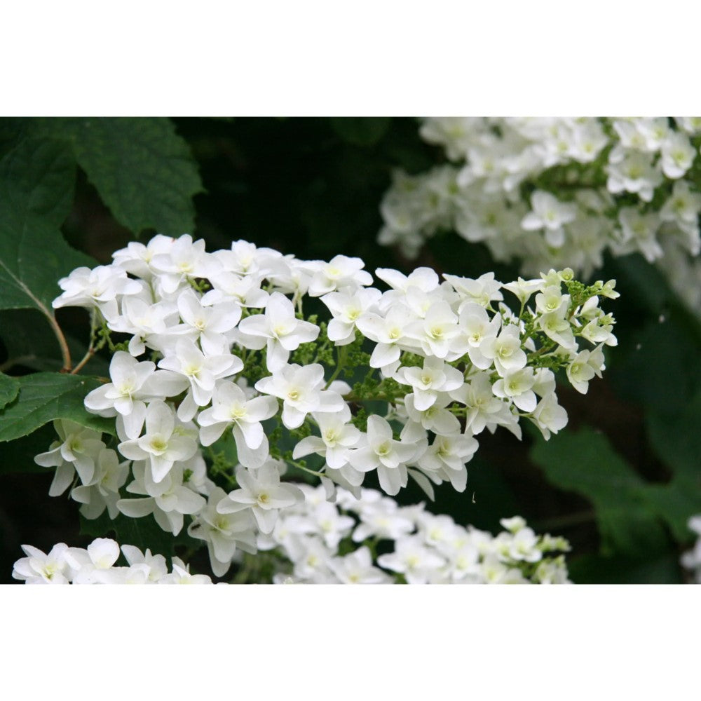 Snow Queen Oakleaf Hydrangea