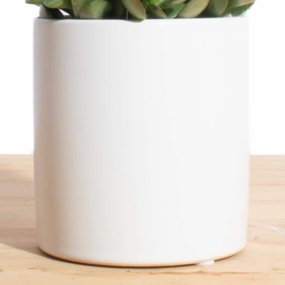 Shop Succulents Jade Succulent Ceramic White Cylinder Planter 1-WH-CYL-JADE-4