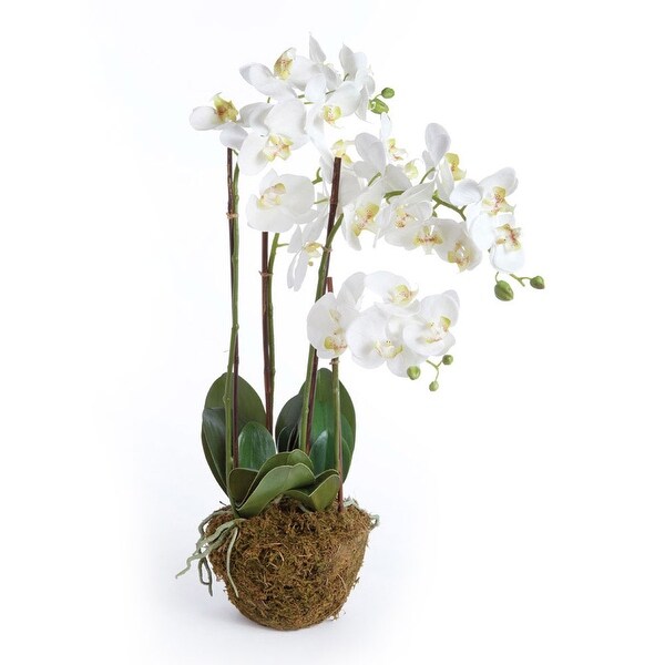 Handcrafted Phalaenopsis Orchid 30 inch Tall DropIn