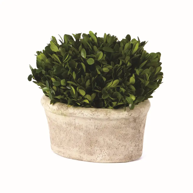 9 Inch Oval Preserved Boxwood Topiary Arrangement