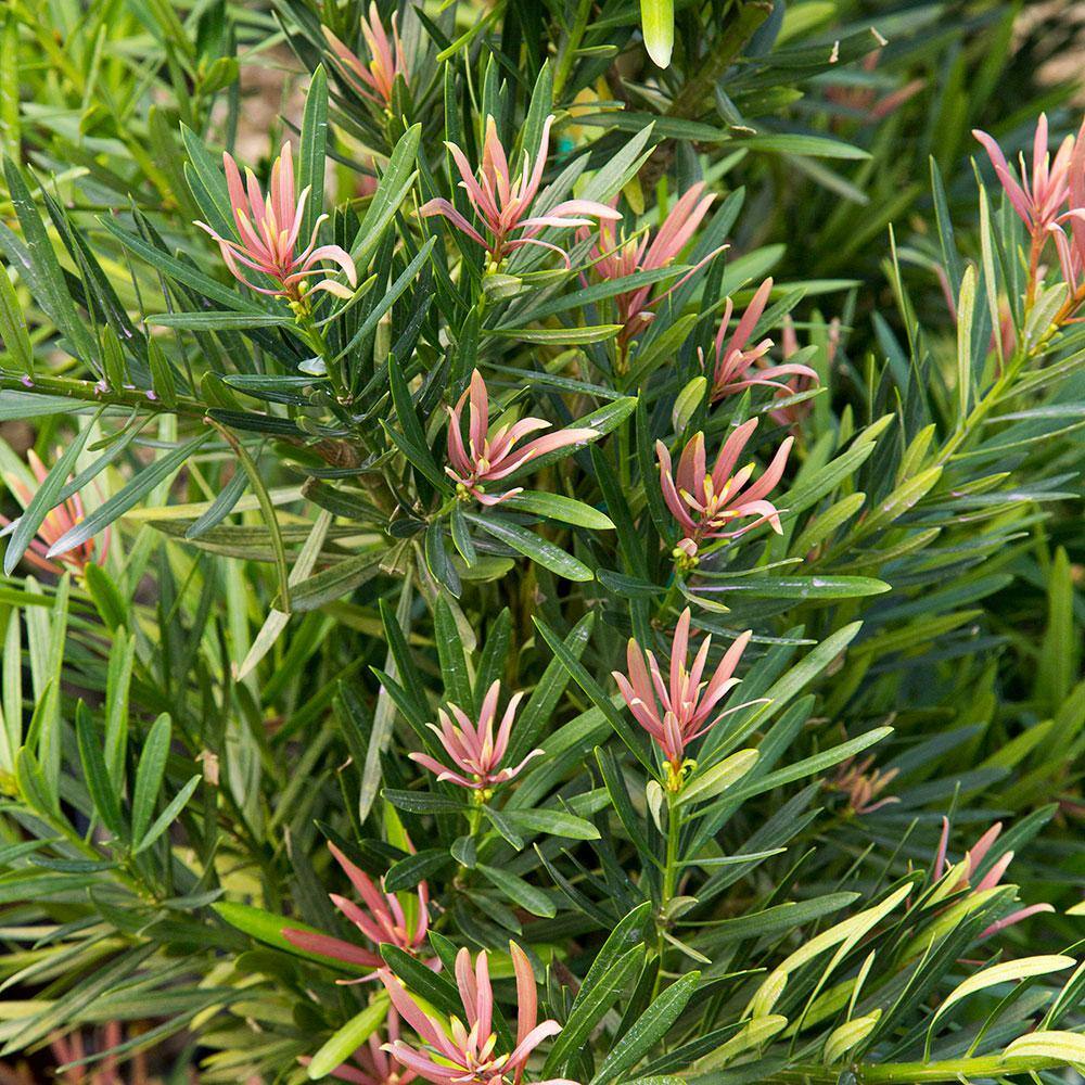 SOUTHERN LIVING 2 Gal. Mood Ring Podocarpus Yew Evergreen Shrub with Bronze Pink New Growth 48442