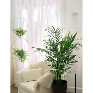 Costa Farms Cateracterum Indoor Palm (Cat Palm) in 9.25 in. Grower Pot Avg. Shipping Height 3-4 ft. Tall 10CAT