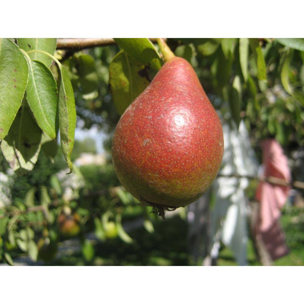 Online Orchards Red Bartlett Pear Tree (Bare-Root 3 ft. to 4 ft. Tall 2-Years Old) FTPR007