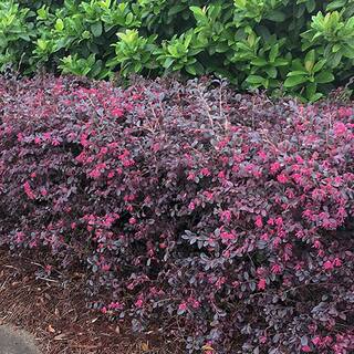 Southern Living 2 Gal. Red Diamond Loropetalum Shrub with Burgundy Foliage and Bright Red Blooms 14376