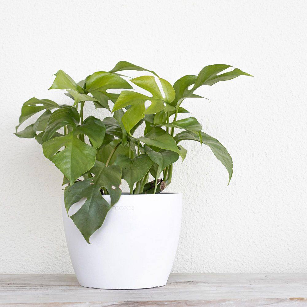 United Nursery Golden Pothos Devil's Ivy Epipremnum aureum Vining Live Plant in 6 inch Premium Sustainable Ecopots Pure White Pot GPOTHOSSH6PW