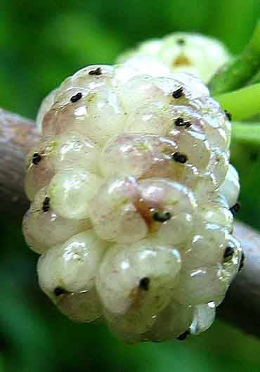 White Mulberry Tree - Morus Alba - Live Plant