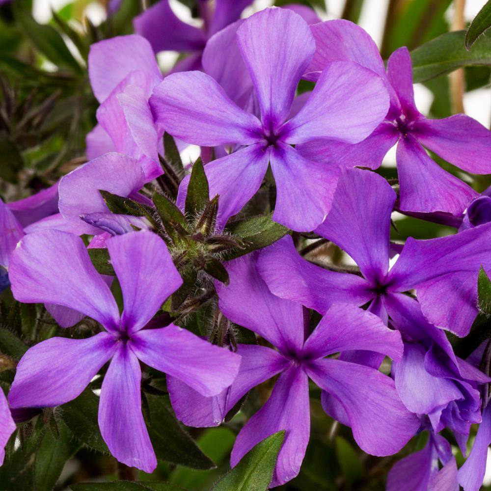 Vigoro 2.5 Qt. Purple Papparazzi Jagger Phlox Perennial Plant 69465