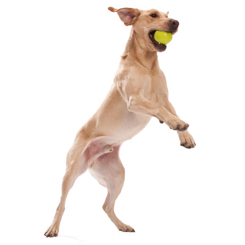 JIVE DOG CHEW BALL AQUA