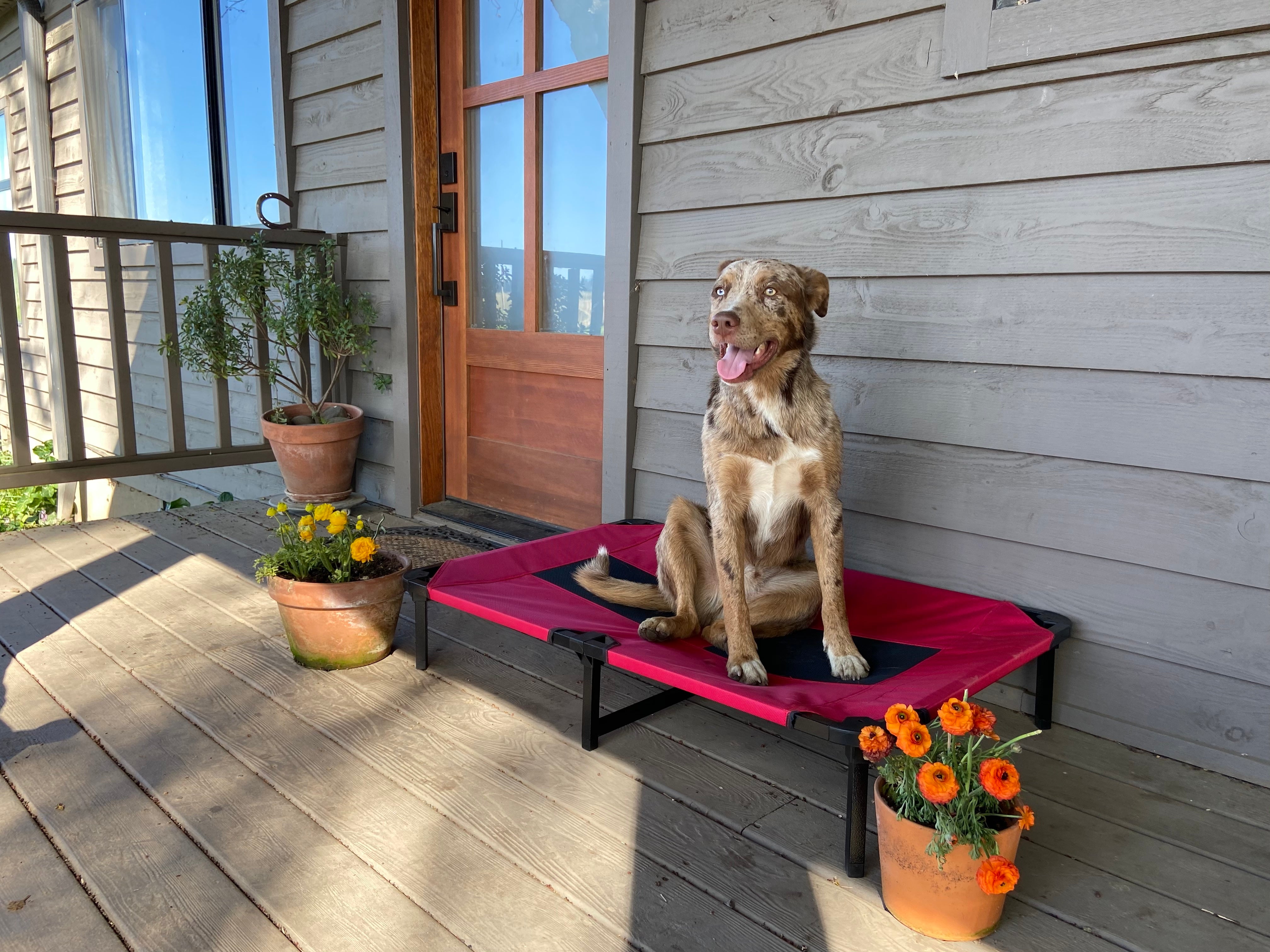 Lucky Dog Elevated Pet Bed, Red, X-Large, 48"L