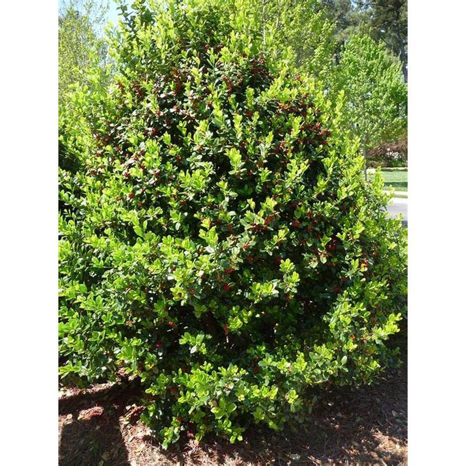 3 Gal. Needle Point Holly Evergreen Tree HOLNEE03G