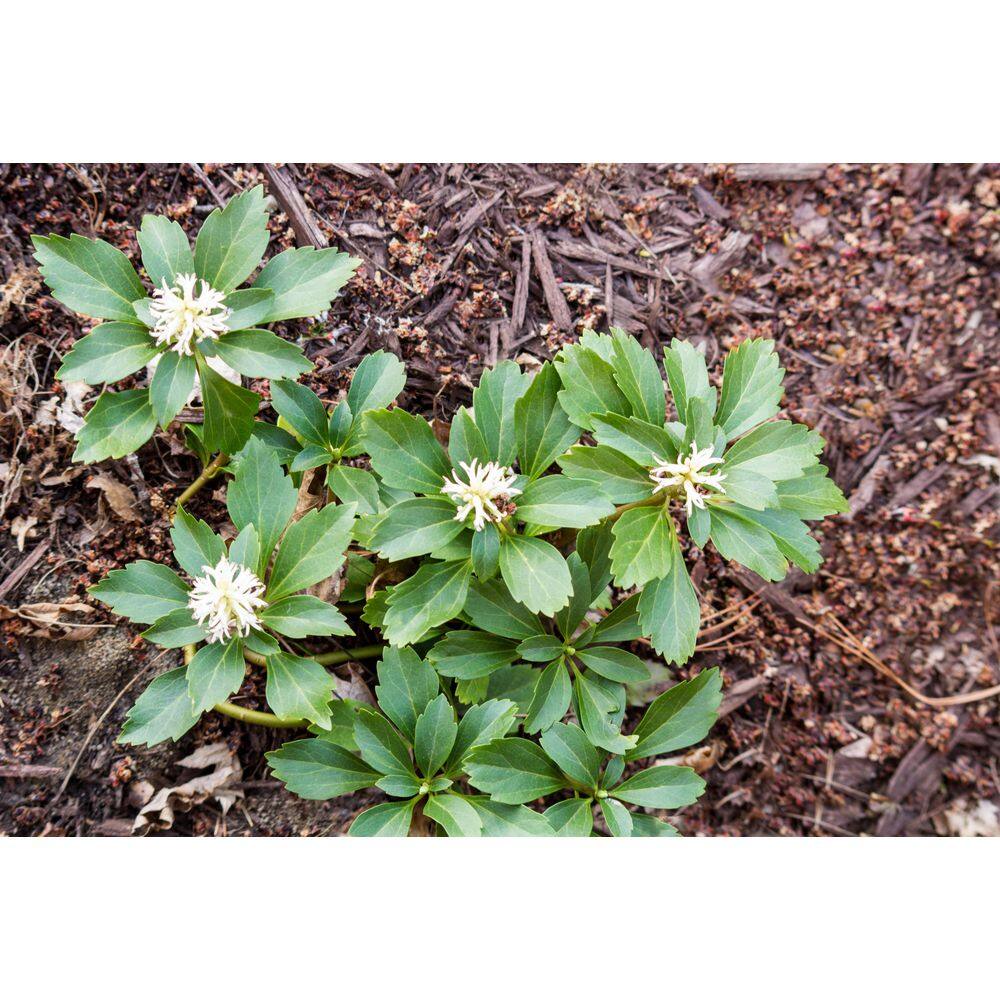 BELL NURSERY 4 in. Pachysandra Live Perennial Groundcover Plant (6-Pack) PACHY4GRE6PK