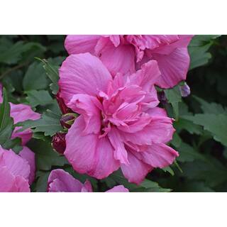 Online Orchards 1 Gal. Lucy Rose of Sharon Hibiscus Shrub Unique Ruffled Pink Flowers Among the Toughest Flowering Shrubs SBHB003