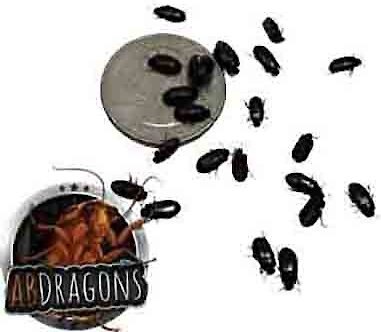 ABDragons Black Cleaner Beetles Small Pet and Reptile Food