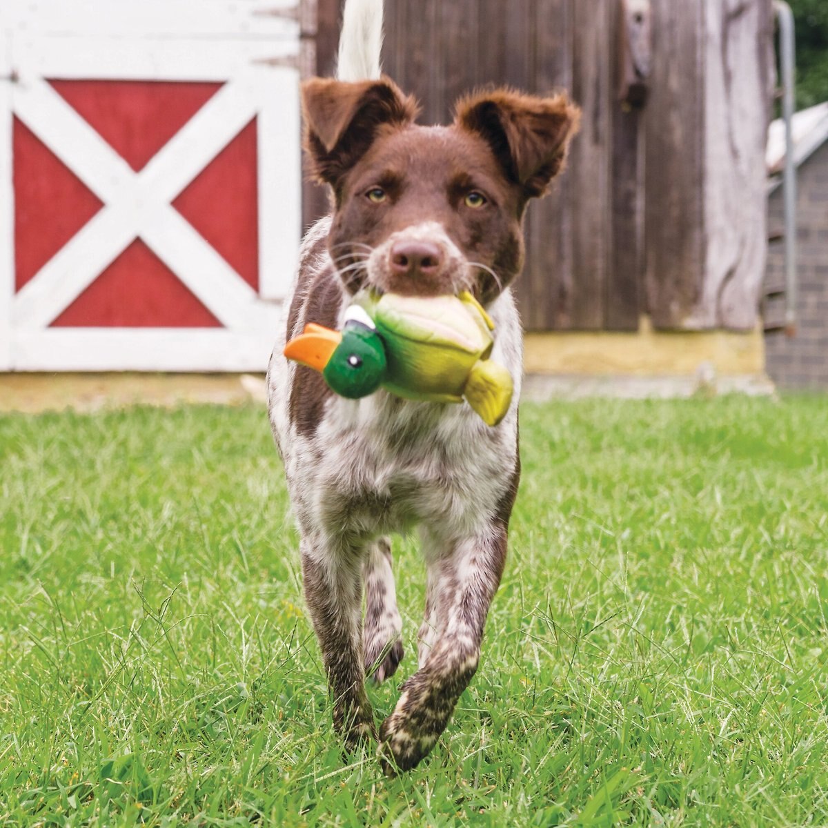 PetSafe Busy Buddy Latex Meeze Duck Squeaky Dog Toy