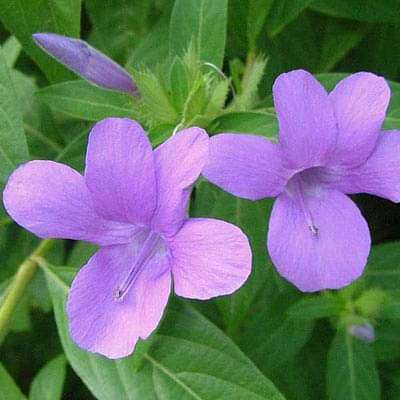 Barleria cristata, Nil Jhinti - Plant