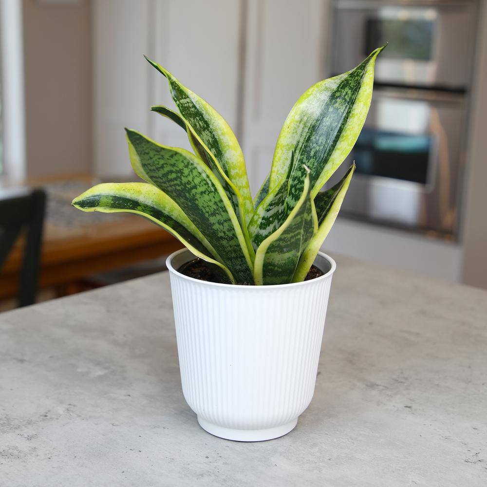 ALTMAN PLANTS Decorative Snake Plant Gift (Sansevieria Superba) in 4.25 in. White Pot 0873204