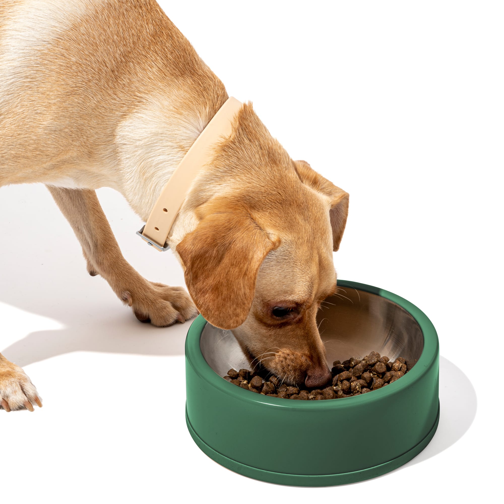 Wild One Spruce Stainless Steel Dog Bowl