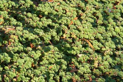 Classy Groundcovers - Creeping Raspberry， Creeping Bramble， Creeping Rubus， Crinkle-leaf Creeper， Emerald Carpet {25 Pots - 3 1/2 inch Square}