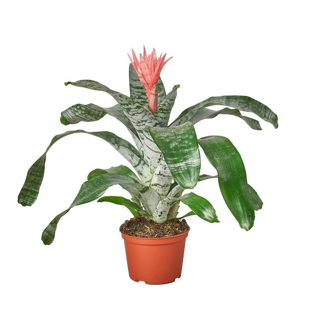 Bromeliad SilverVase Bromeliaceae Plant in 6 in. Grower Pot 6_BROMELIAD_SILVER.VASE