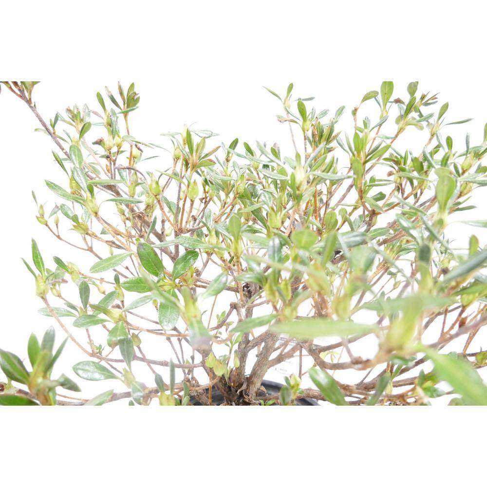 BELL NURSERY 1 Gal. Saybrook Glory Azalea Live Flowering Evergreen Shrub Pink Flowers AZLEA2SBG1PK