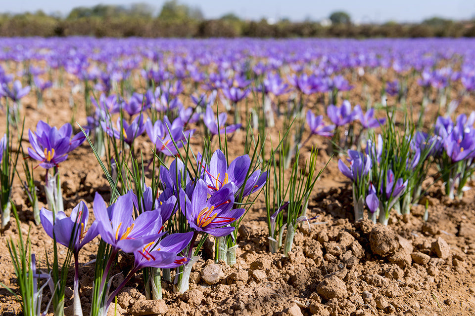 Saffron Spice Plant