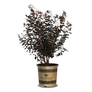 BLACK DIAMOND 2.25 Gal. Pure White Crape Myrtle Tree with Bright White Flowers 10880