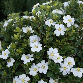 SOUTHERN LIVING 2 Gal. Scent Amazing Gardenia Shrub with White Flowers 14421