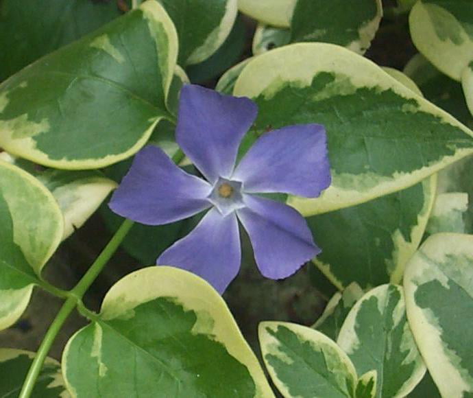 Classy Groundcovers - Variegated Greater (Large Leaf) Periwinkle Big Leaf Periwinkle/Myrtle {25 Pots - 3 1/2 inch Square}