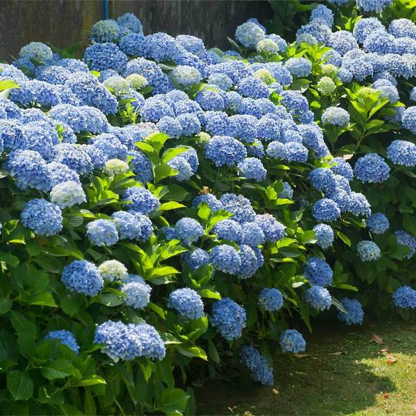 Nikko Blue Hydrangea