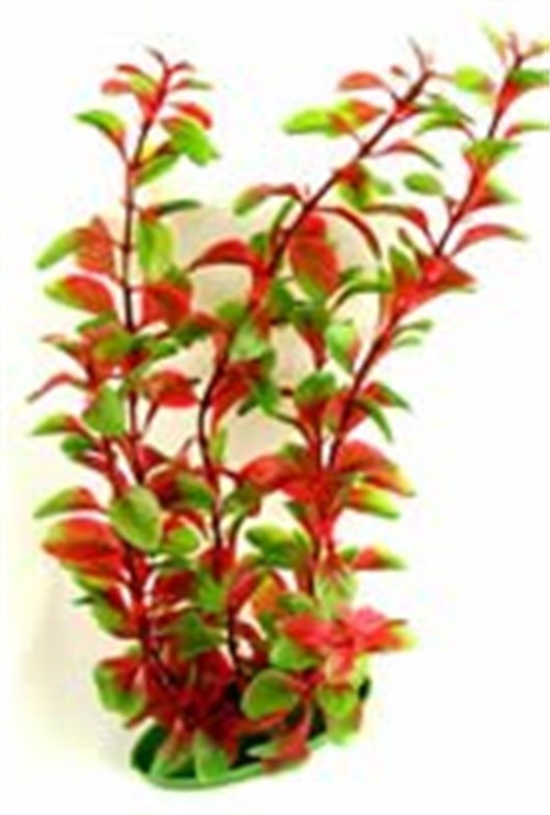 Aquascaper Ludwigia Jumbo 20 Inch