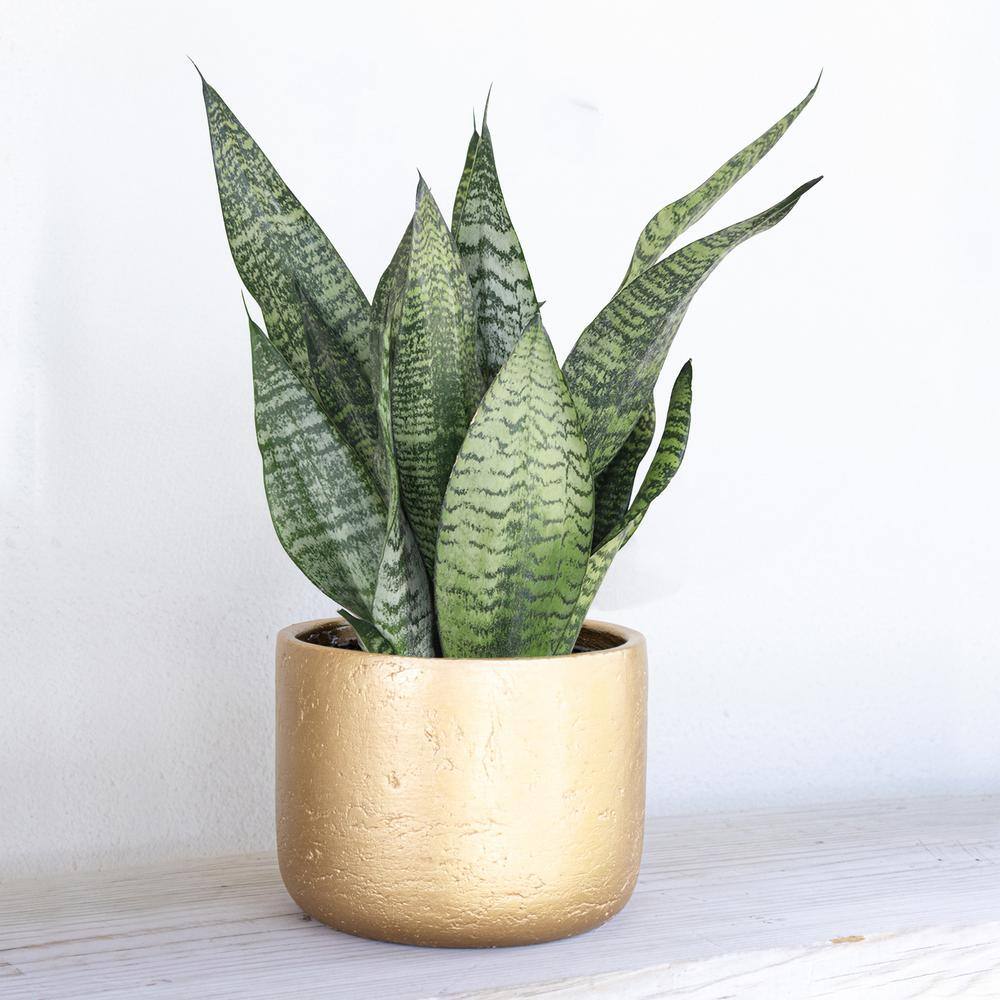 United Nursery Live Sansevieria Zeylanica Indoor Snake Plant Shipped in 6 in. Grower Pot 26455