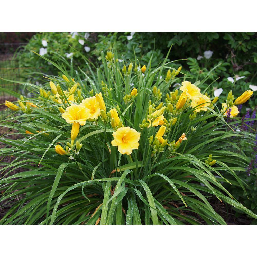 Online Orchards 1 Gal. Stella D'oro Daylily Large Reblooming Bright Yellow Blossoms Thrive in Almost any Environment SBDL001