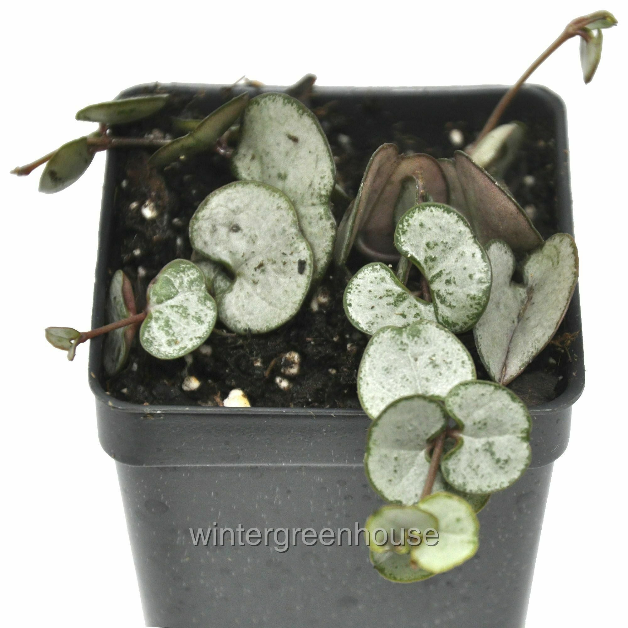 Ceropegia Woodii， Silver Glory， Silver Glory， String Of Hearts - Pot Size: 3