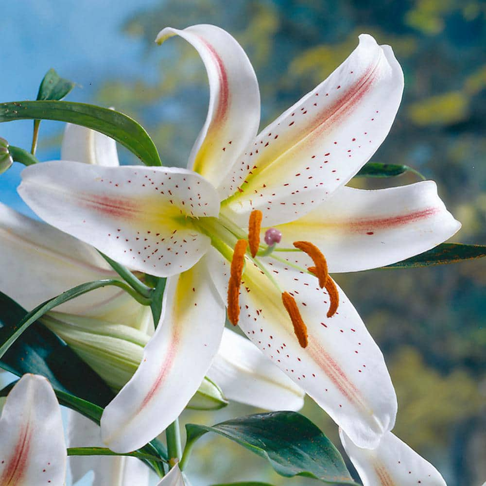 VAN ZYVERDEN Lilies Garden Party (Set of 7 Bulbs) 83680