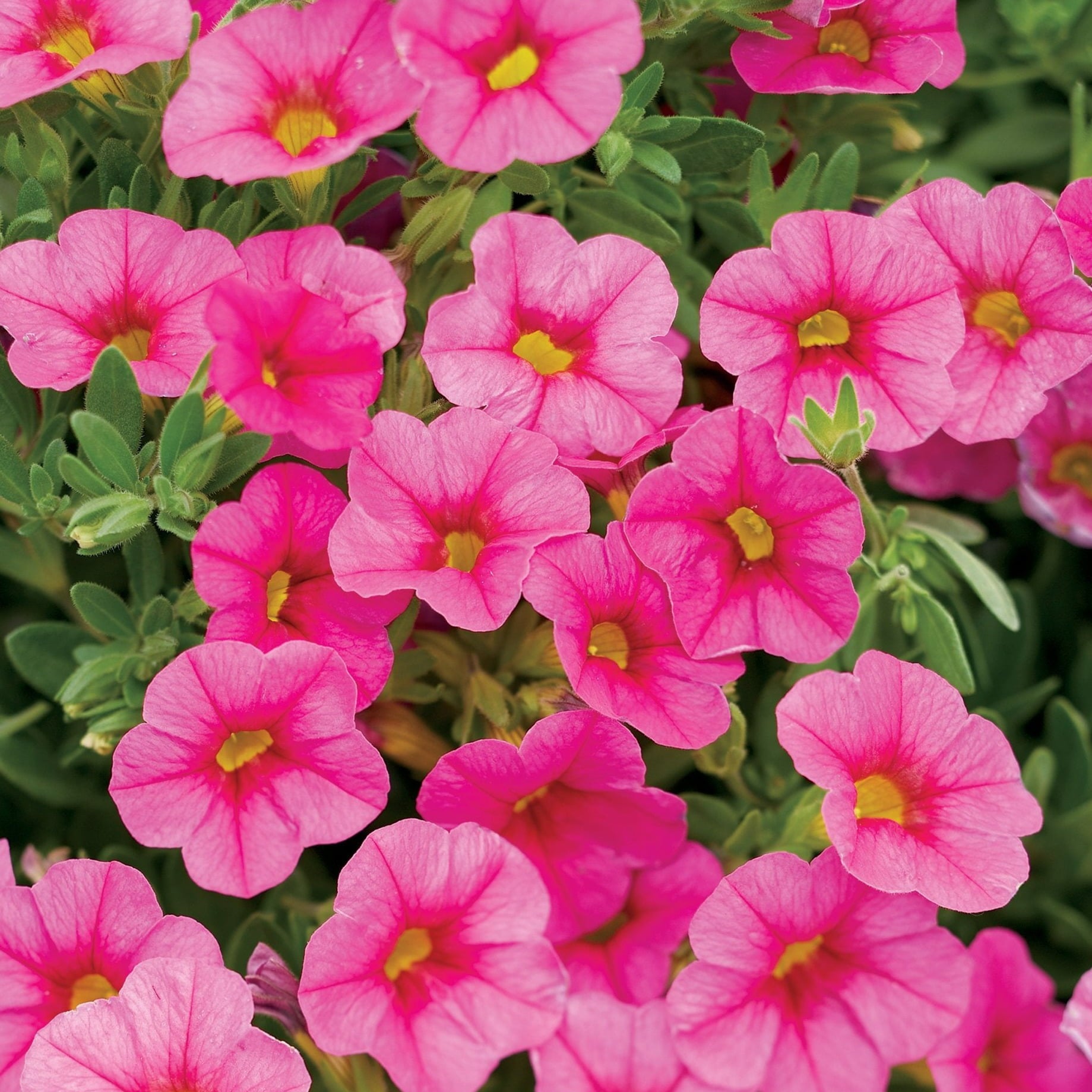 4.25 in. Eco+Grande， Superbells Pink (Calibrachoa) Live Plant， Pink Flowers (4-Pack)