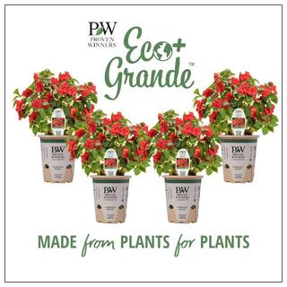 PROVEN WINNERS 4.25 in. Eco+Grande Soprano Bright Red (Impatiens) Live Plant Red Flowers (4-Pack) IMPPRW1327504