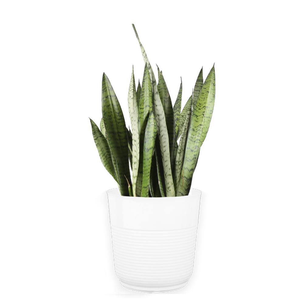 Costa Farms Grower's Choice Sansevieria Indoor Snake Plant in 10 in. White Décor Pot Avg. Shipping Height 1-2 ft. Tall 10SANSLCREAMMOD