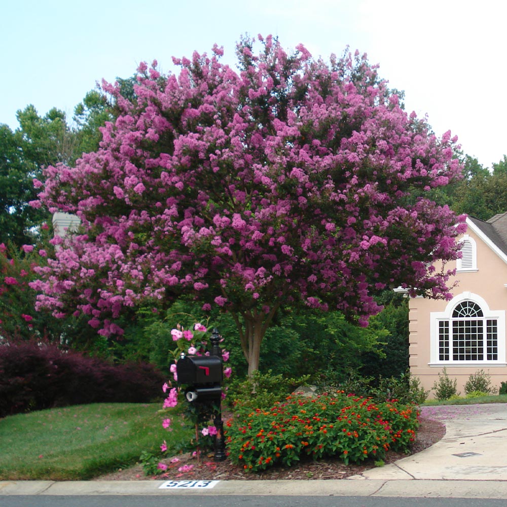 Muskogee Crape Myrtle Tree