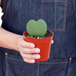 Sweetheart (Hoya) Plant in 4 in. Grower Pot 4_HOYA_HEART