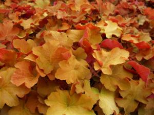 Heuchera Villosa 'Caramel' Coral Bells