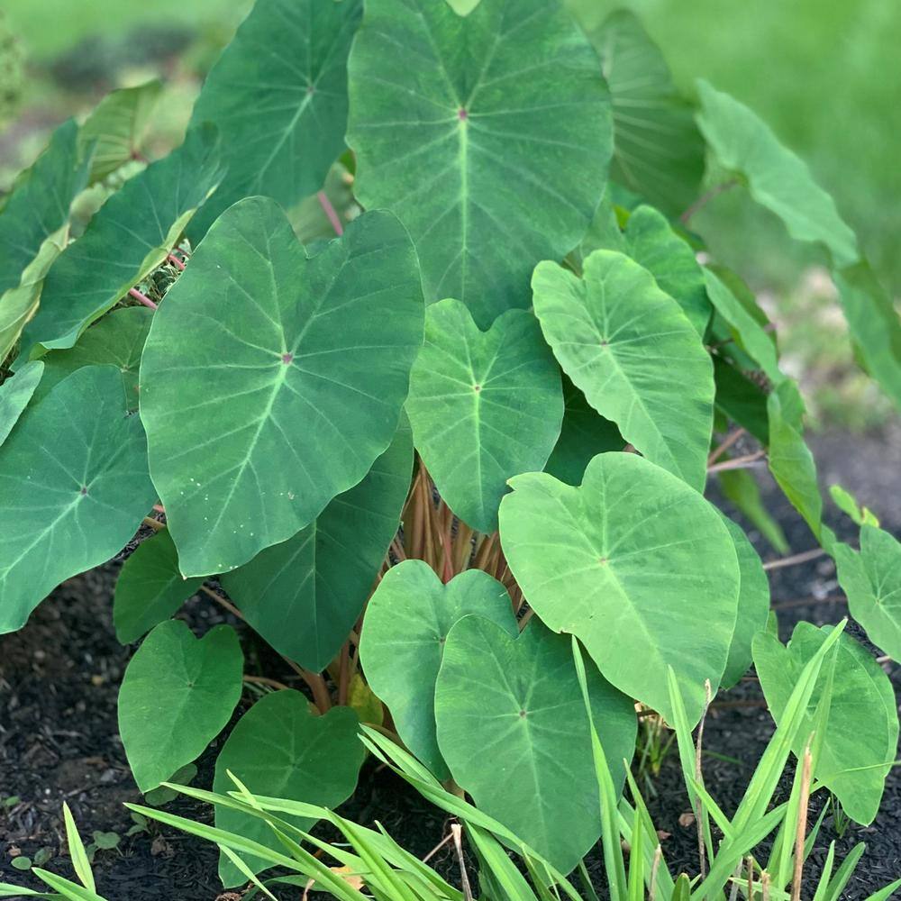 national PLANT NETWORK 3.5 in. Colocasia Polar Green Plant in Grower Container (2-Piece) HD1450