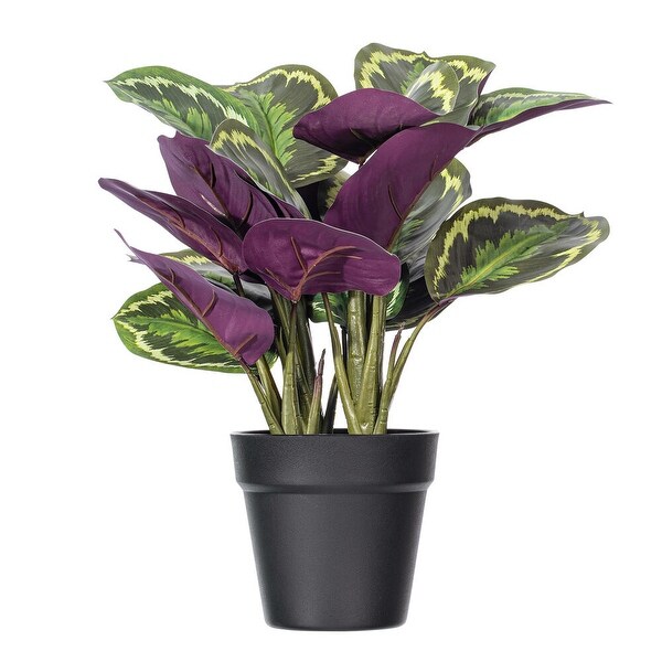 Vickerman 16 Calathea Veitchiana in Black Planter's Pot.