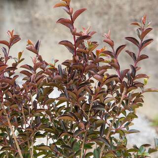 SOUTHERN LIVING 2 Gal. Delta Moonlight Crapemyrtle Live Deciduous ShrubTree Burgundy Foliage  White Blooming 37742