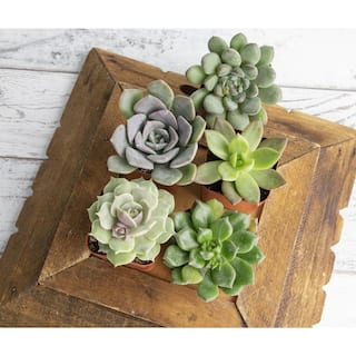 SMART PLANET 5 in. Succulent Garden in Deep Dish Terra Cotta Clay Planter 0872523