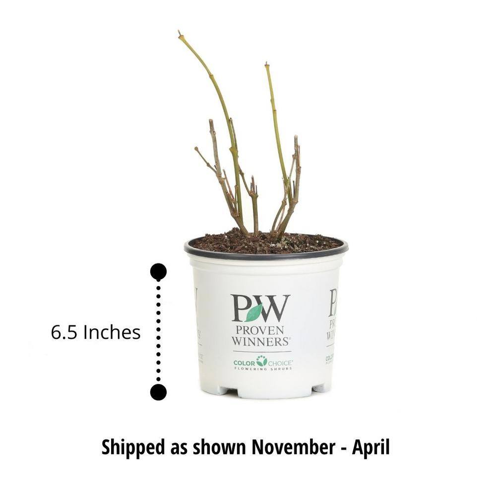 PROVEN WINNERS 1 Gal. Little Lime Punch Panicle Hydrangea (Paniculata) Live Plant Shrub Green White and Pink Flowers HYDPRC1216101