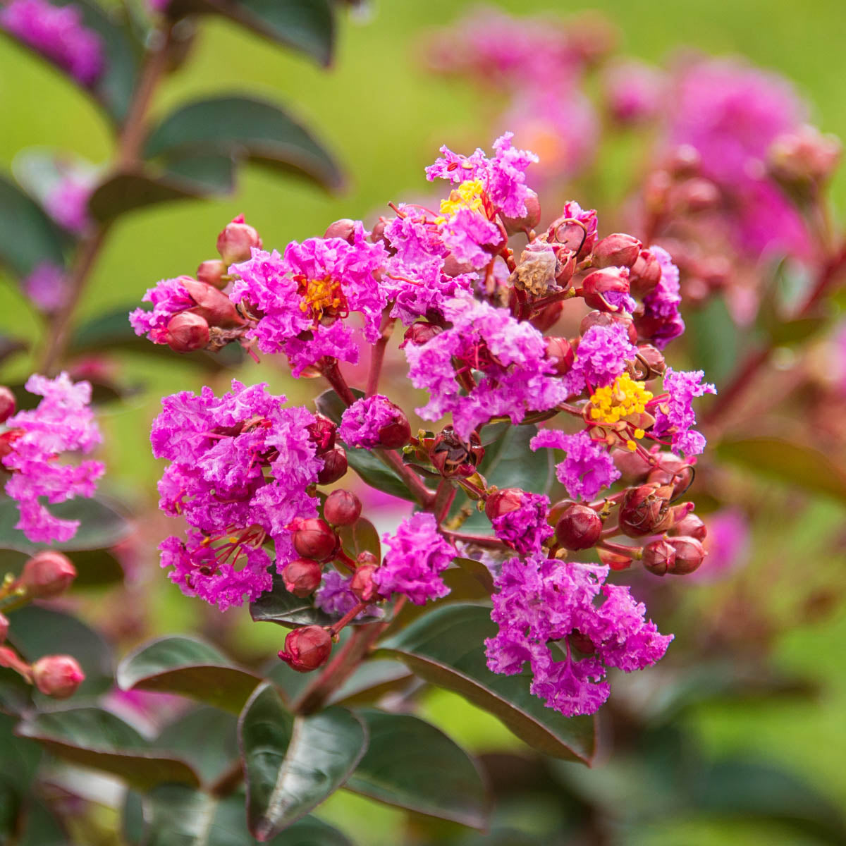 Northern Belle Fuchsia Crape Myrtle (Lagerstroemia)， Dormant Bare Root Starter Flowering Shrub (1-Pack)