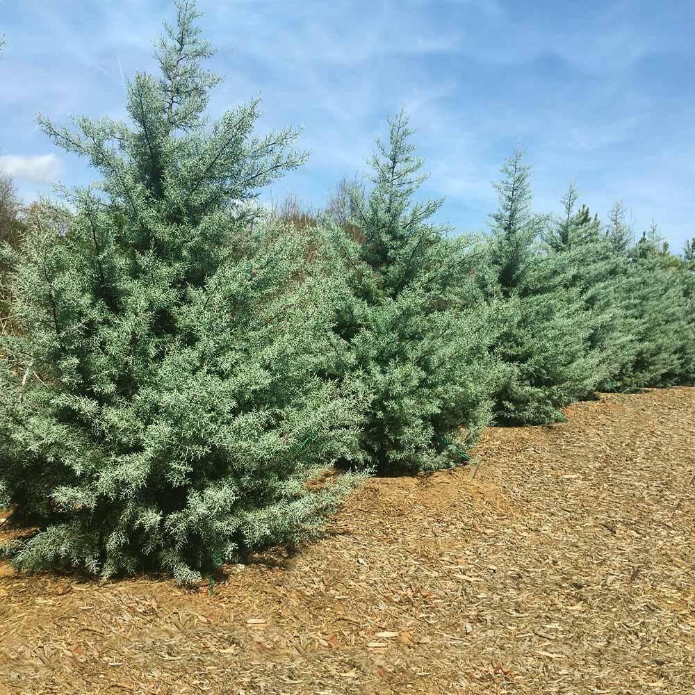 Brighter Blooms 3 Gal. Evergreen Arizona Cypress Tree CYP-ARI-23-3
